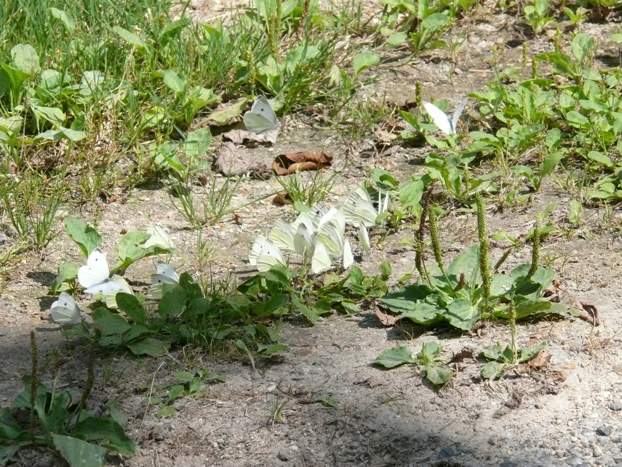 Plantain majeur (<em>Plantago major</em> L.) - Présent toute l'année, feuilles larges