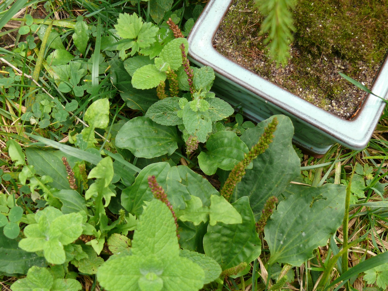 Plantain majeur (<em>Plantago major</em> L.) - Présent toute l'année, feuilles larges