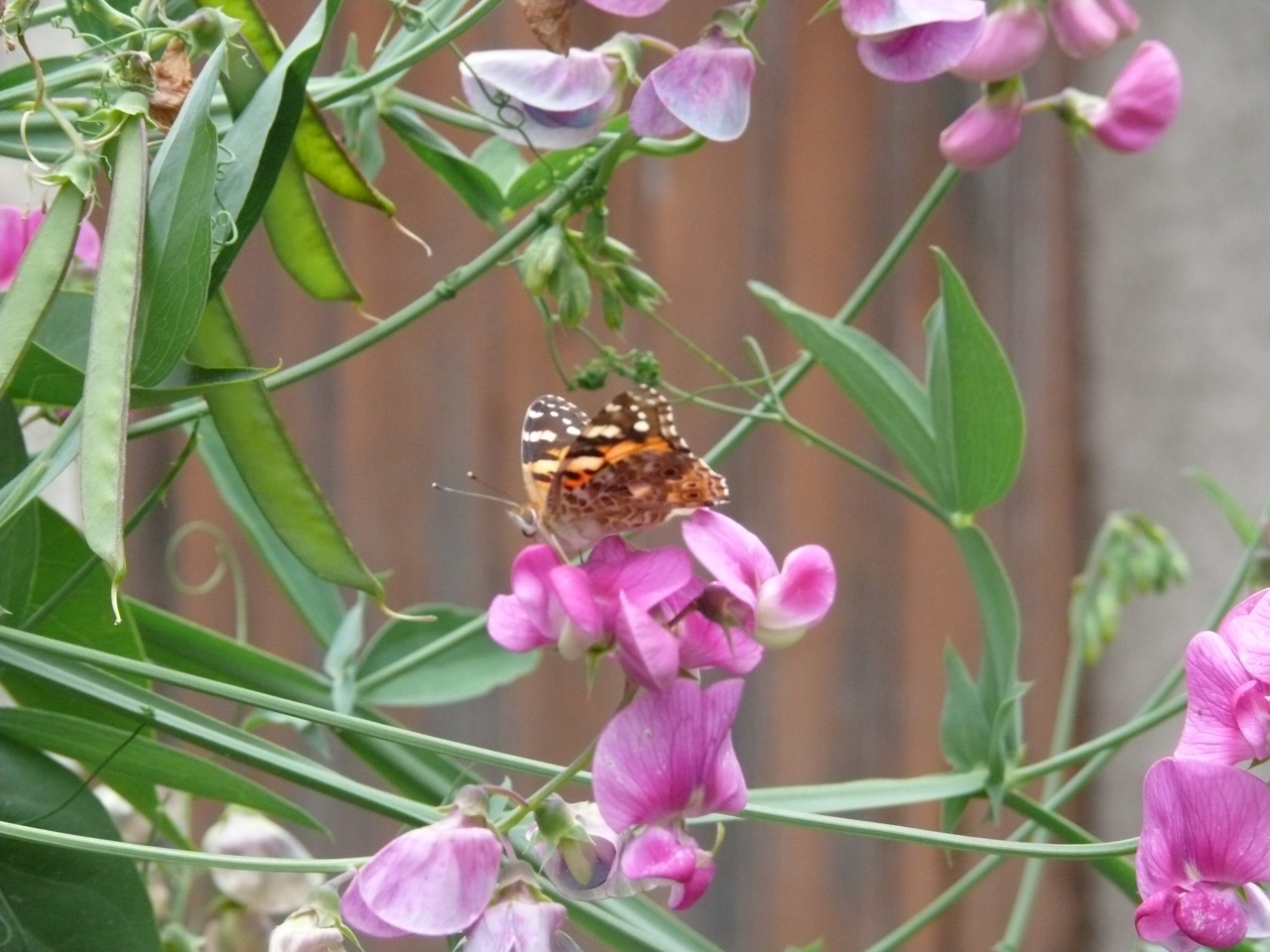 Pois de senteur (<em>Lathyrus odoratus</em> L.) - Plante grimpante avec des vrilles pour s'attacher, développement important, se ressème toute seule, floraison juin et juillet