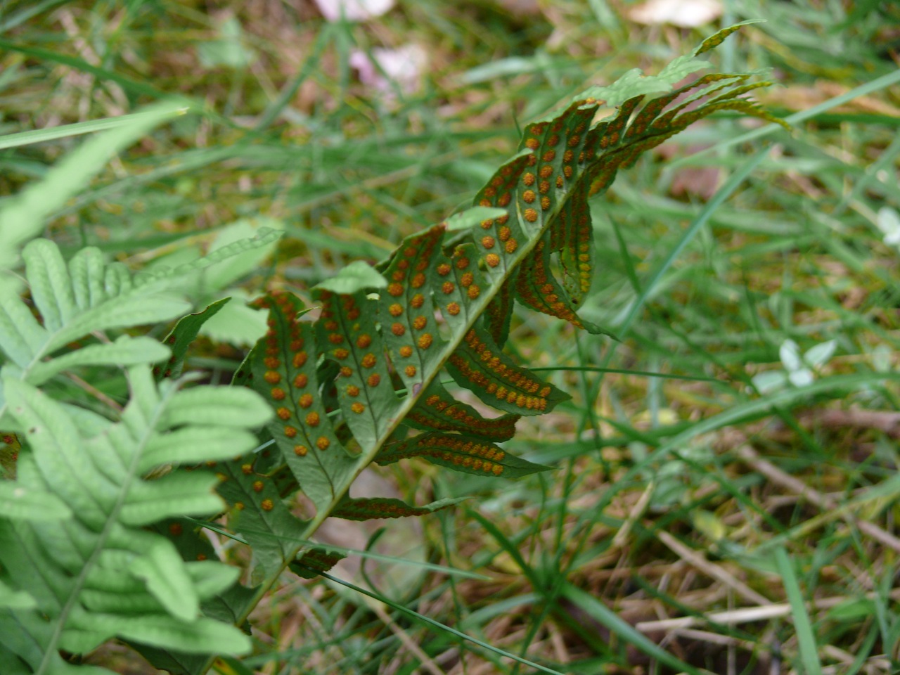 Polypode commun (Polypodium vulgare L.) - Fougère très commune, sur les rochers