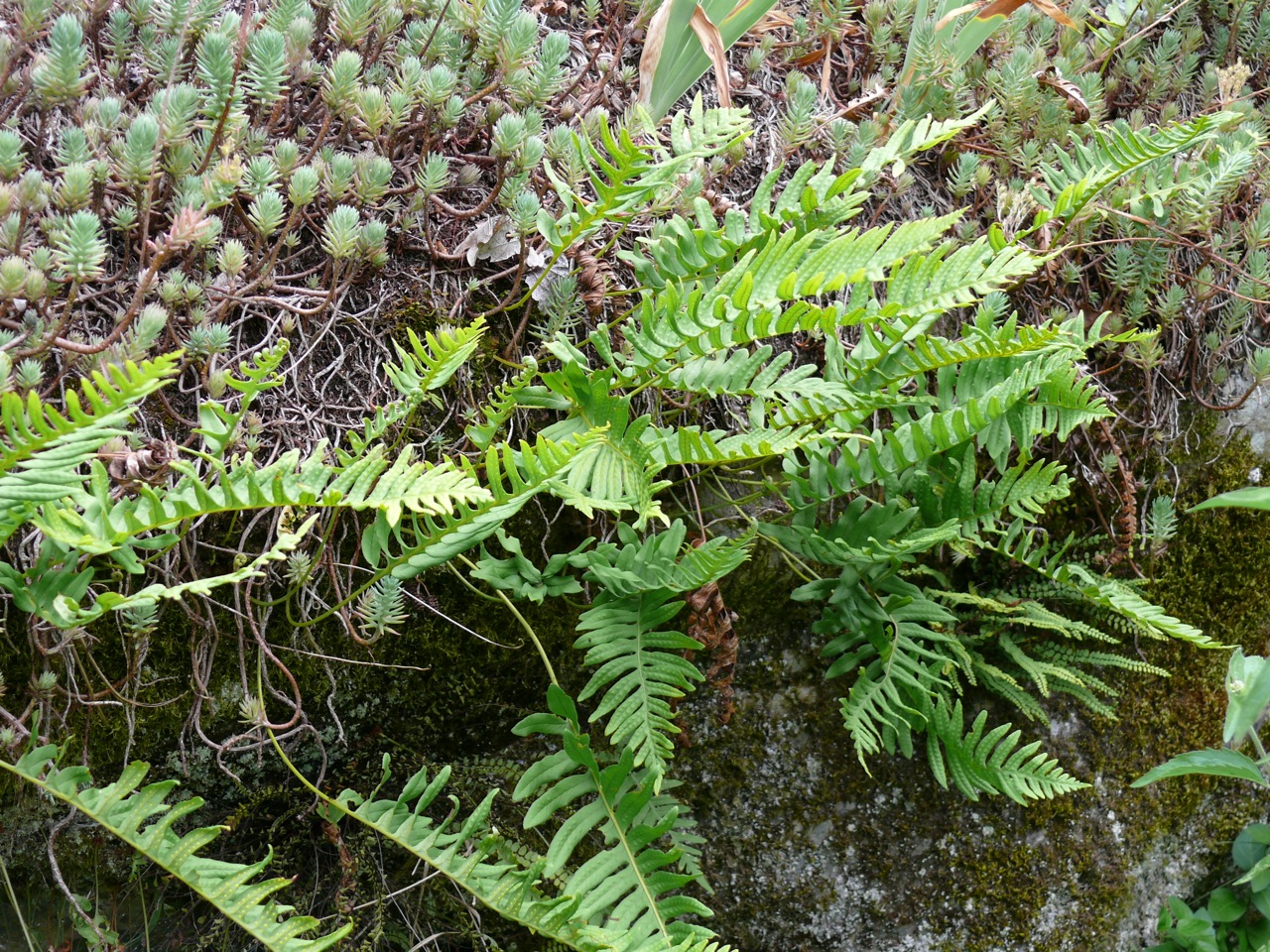 Polypode commun (Polypodium vulgare L.) - Fougère très commune, sur les rochers