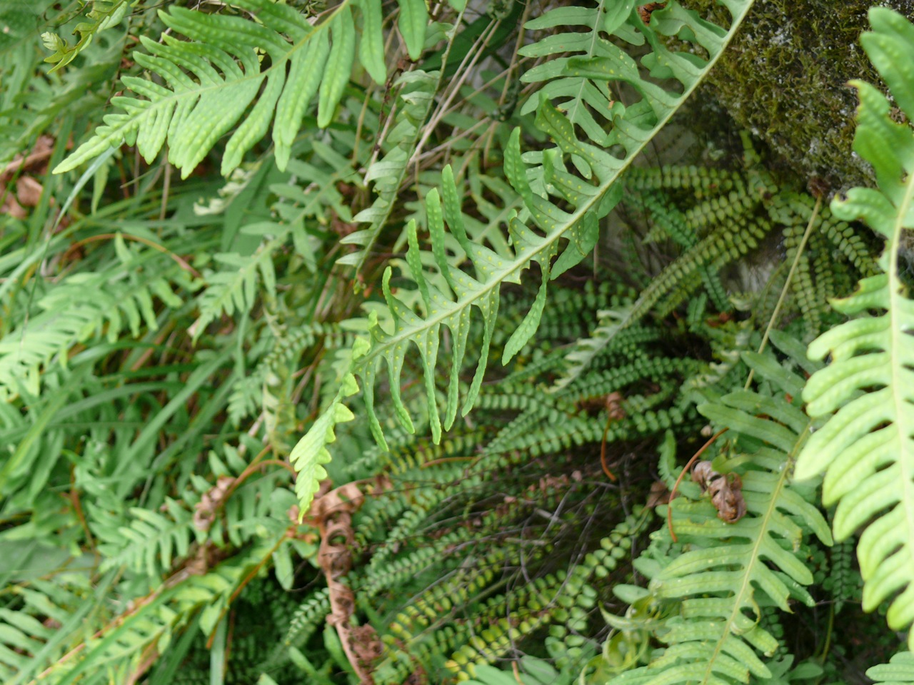 Polypode commun (Polypodium vulgare L.) - Fougère très commune, sur les rochers