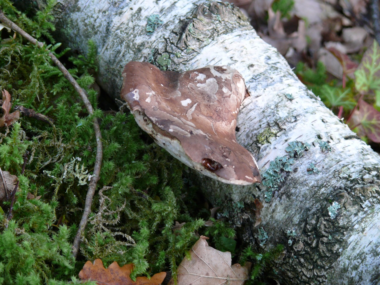 Polypore du bouleau - Spécifique du bouleau