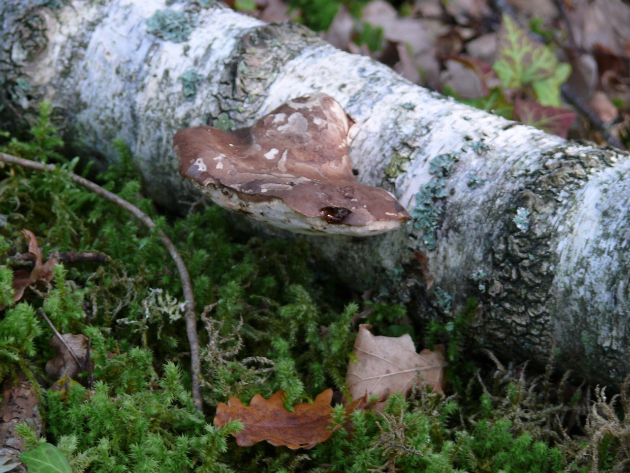 Polypore du bouleau - Spécifique du bouleau