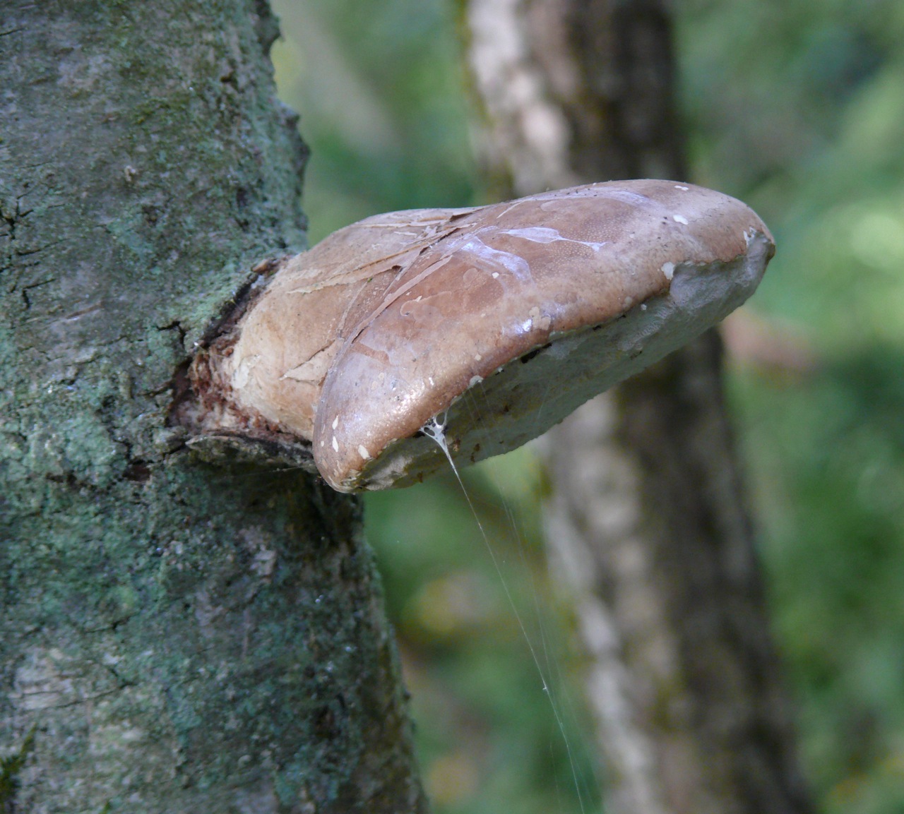 Polypore du bouleau - Spécifique du bouleau