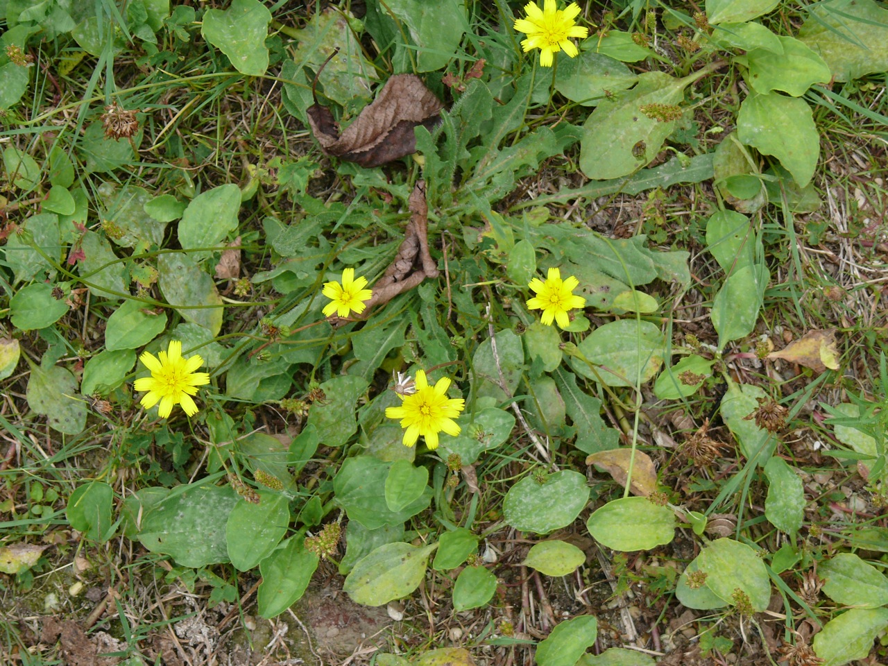Porcelle enracinée (<em>Hypochaeris radicata</em> L.) - Floraison en août.