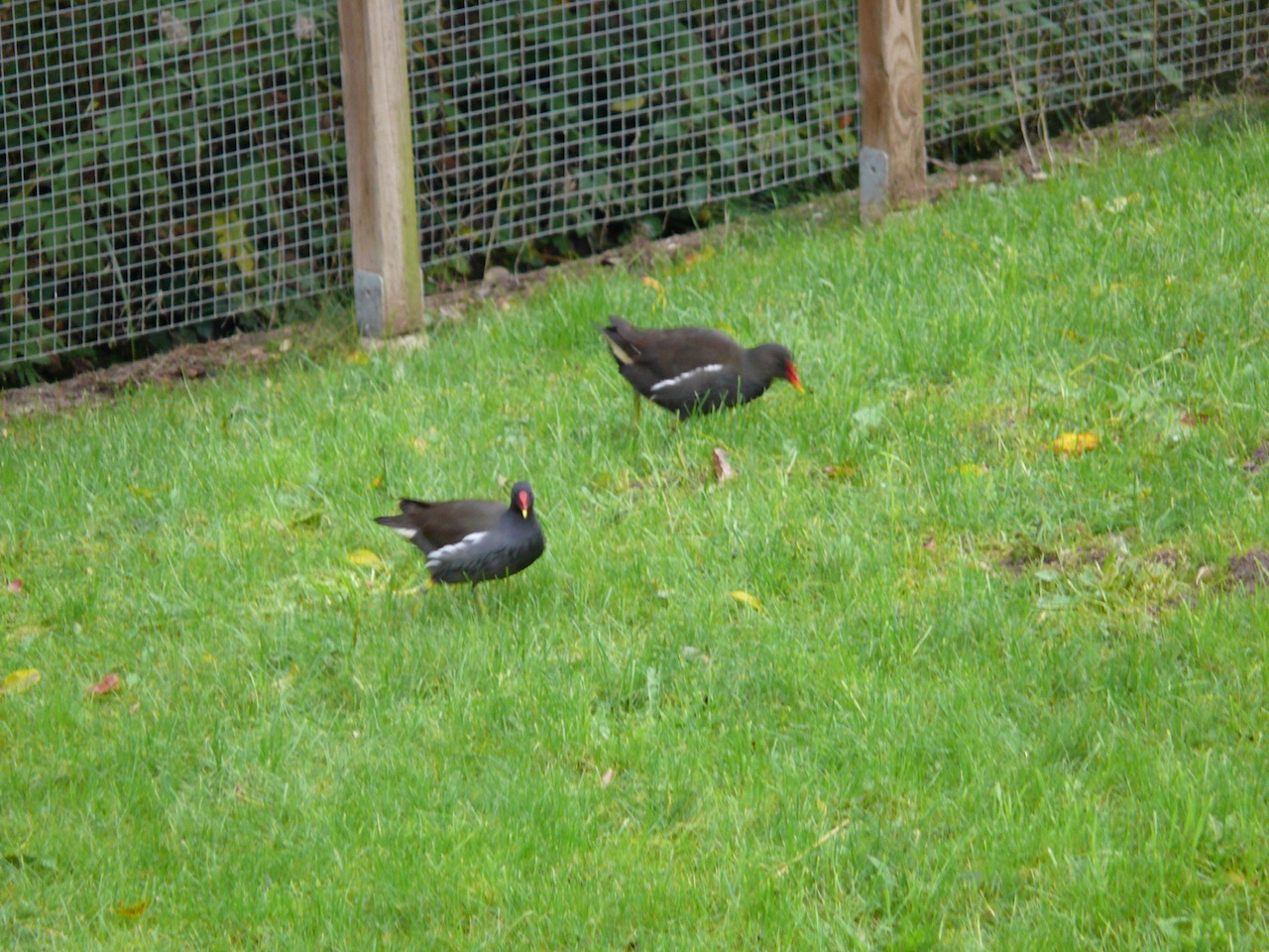 Poule d'eau - Vient nicher chaque année au bord de l'étang de Moulineux.