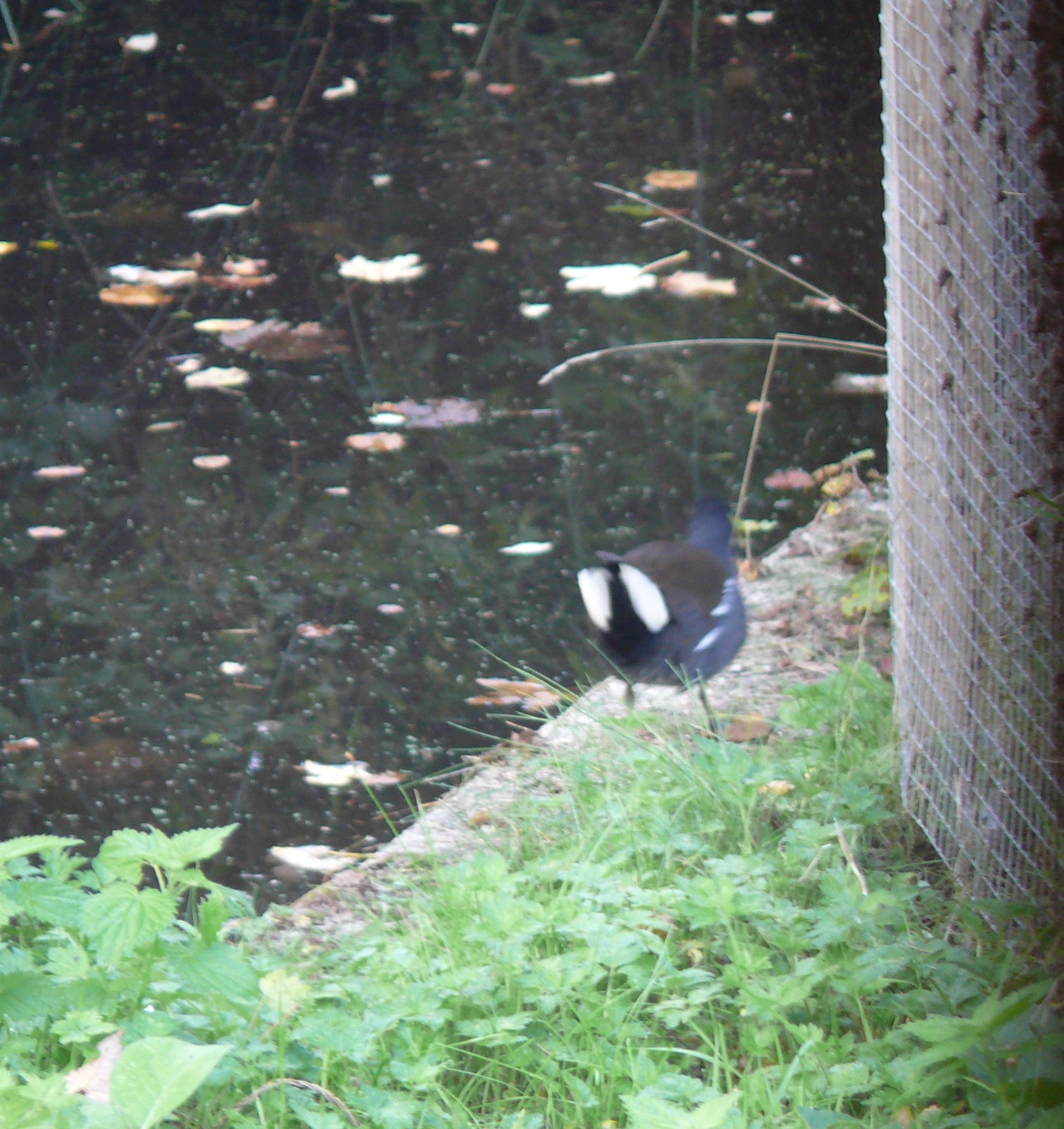 Poule d'eau - Vient nicher chaque année au bord de l'étang de Moulineux.