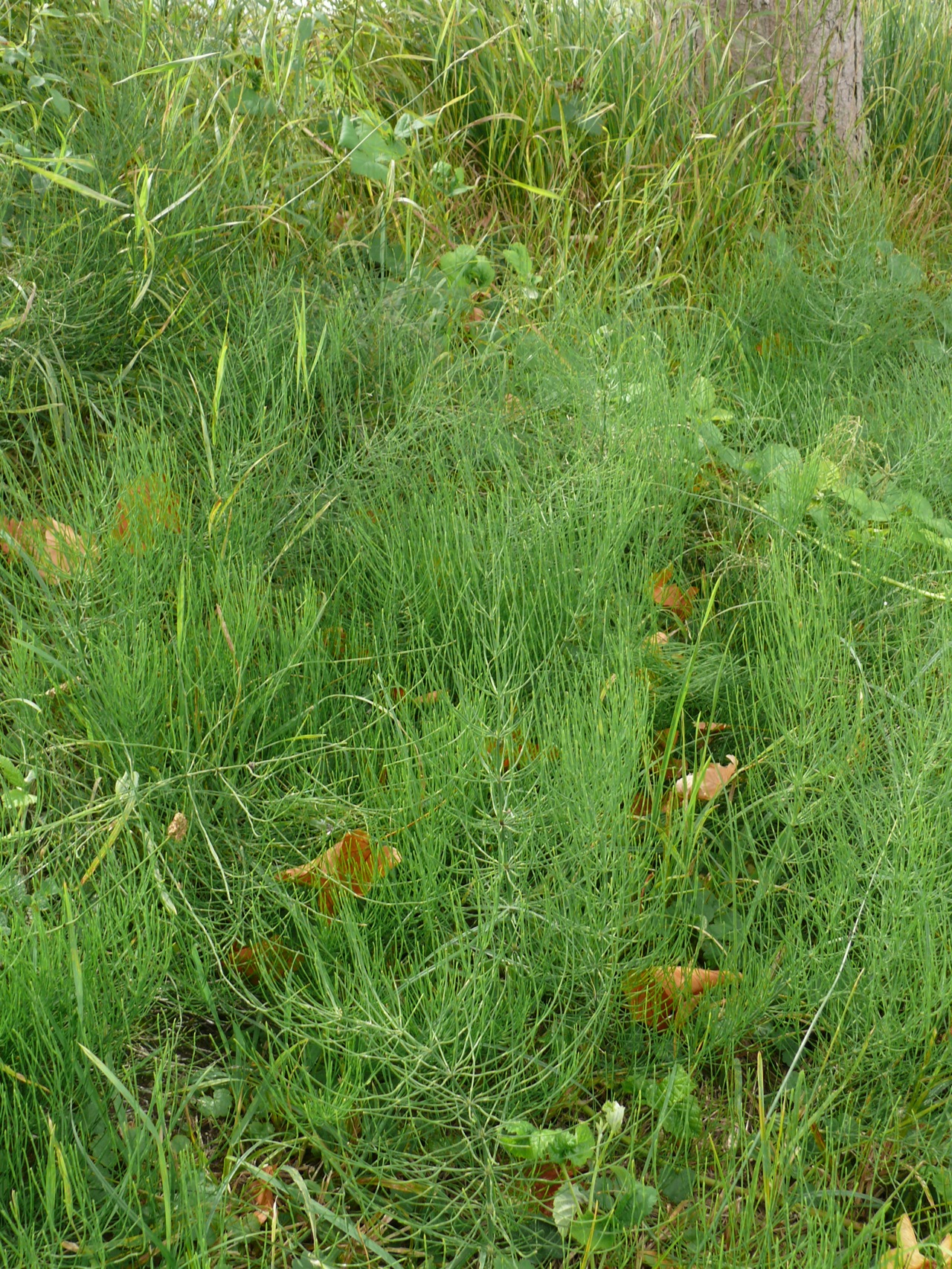 Prêle des champs (Equisetum arvense L.) - Une colonie en face de la digue