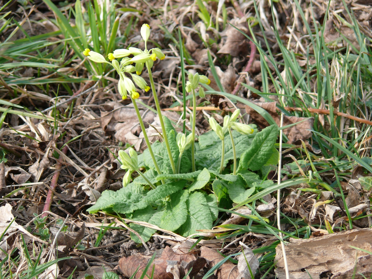 Primevère officinale (<em>Primula veris</em> L.) - Floraison printanière, des pieds au bas de la digue de Moulineux.