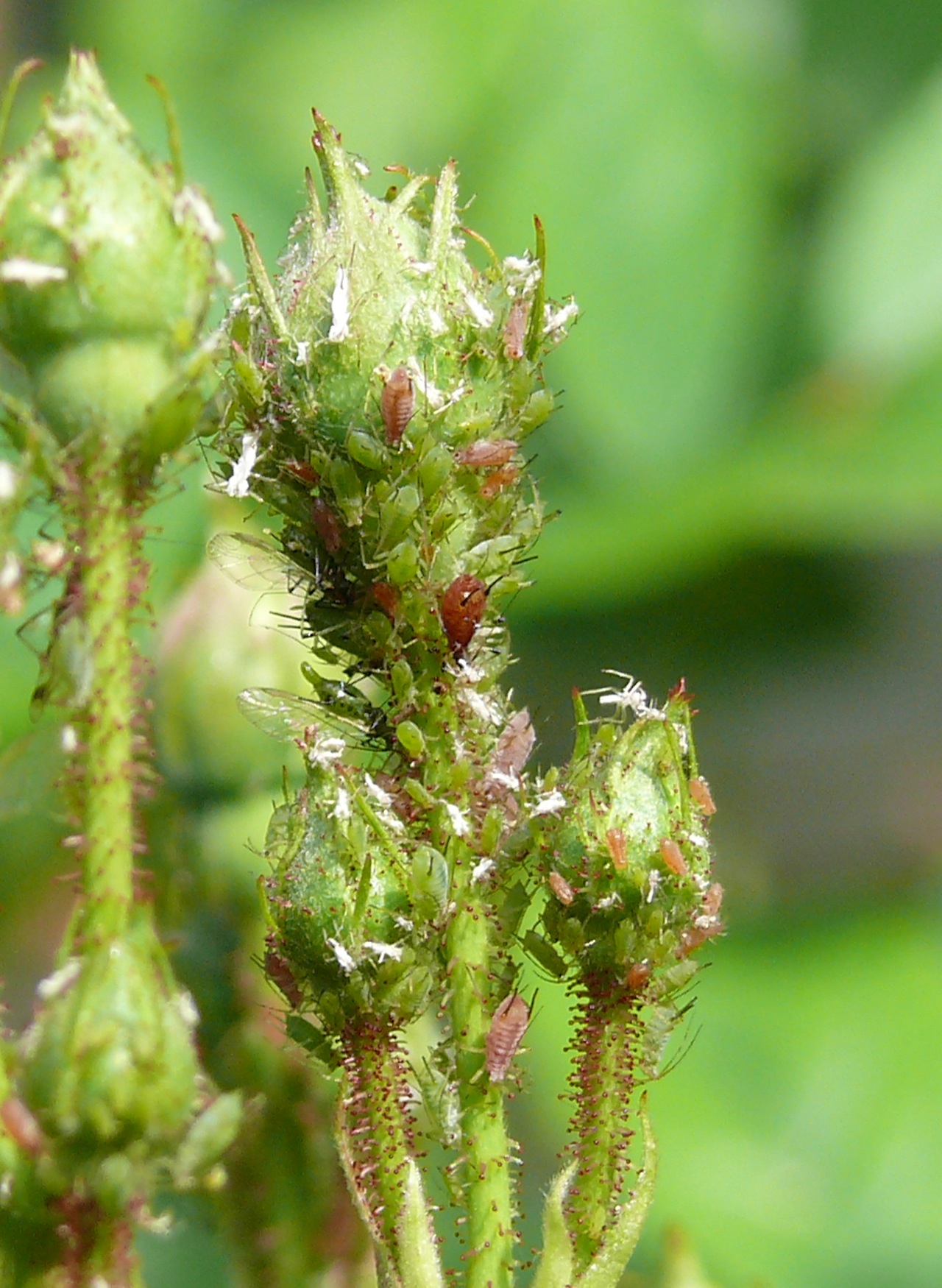 Pucerons des rosiers (<em>Macrosiphum rosae</em> L.) - La forme aptère présente deux couleurs, présence de deux cornicules sur le dos dégageant une matière cireuse se solidifiant en bloquant les pièces buccales des prédateurs.