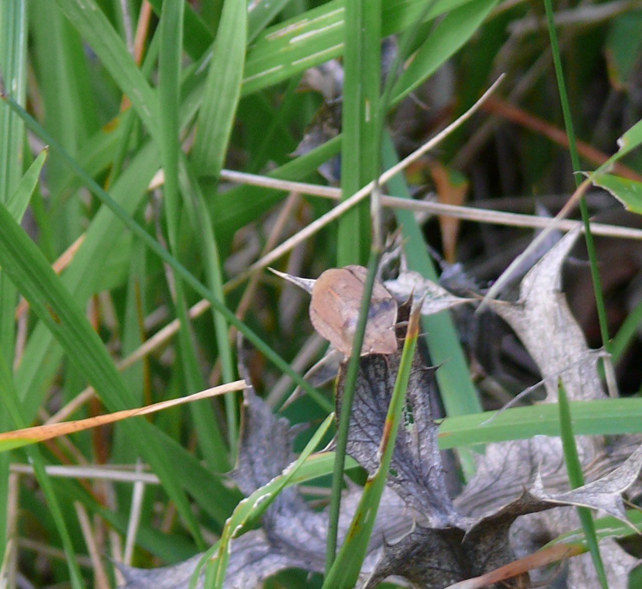Punaise des céréales (<em>Eurygaster austriaca</em>) - 