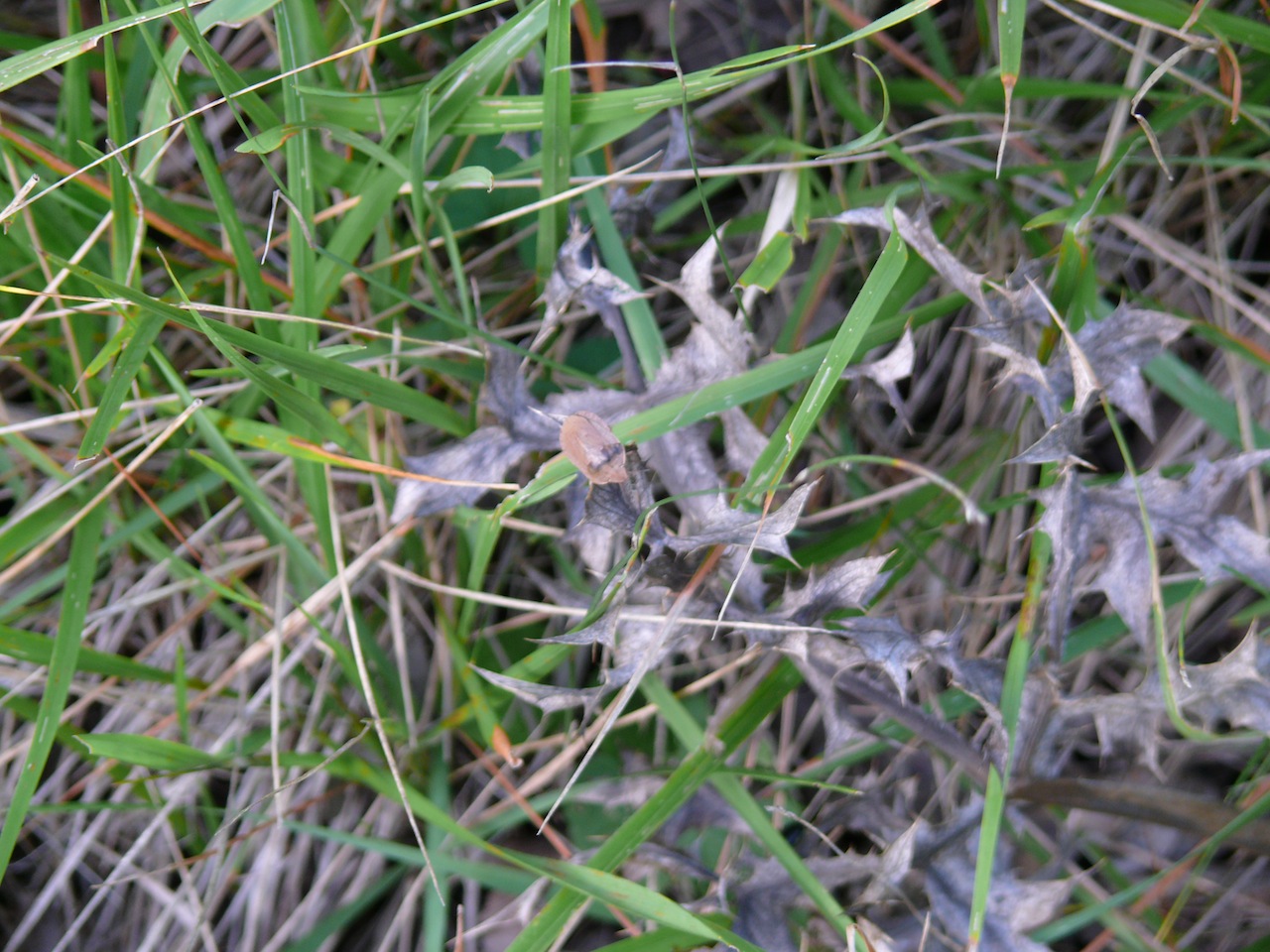Punaise des céréales (<em>Eurygaster austriaca</em>) - 