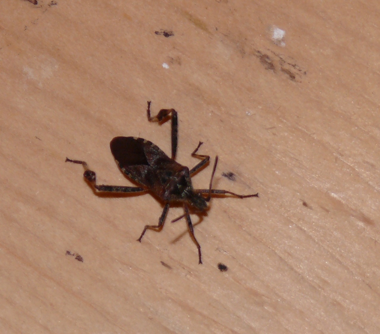 Punaise du pin (<em>Leptoglossus occidentalis</em>) - Une envahisseuse venue d'Amérique par l'Italie, se nourrissant des jeunes cônes des pins ; se trouve donc dans la région parisienne.