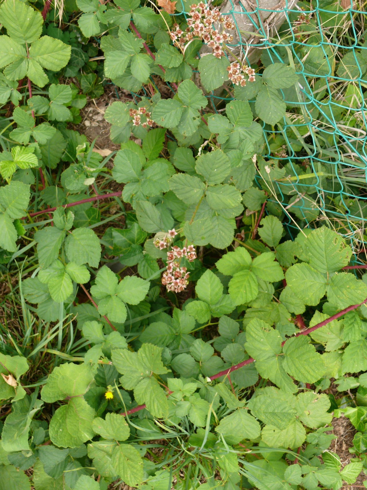 Ronce bleue (Rubus caesius L.) - Fructification fin août, fruit bleu avec moins de drupéoles que la ronce commune