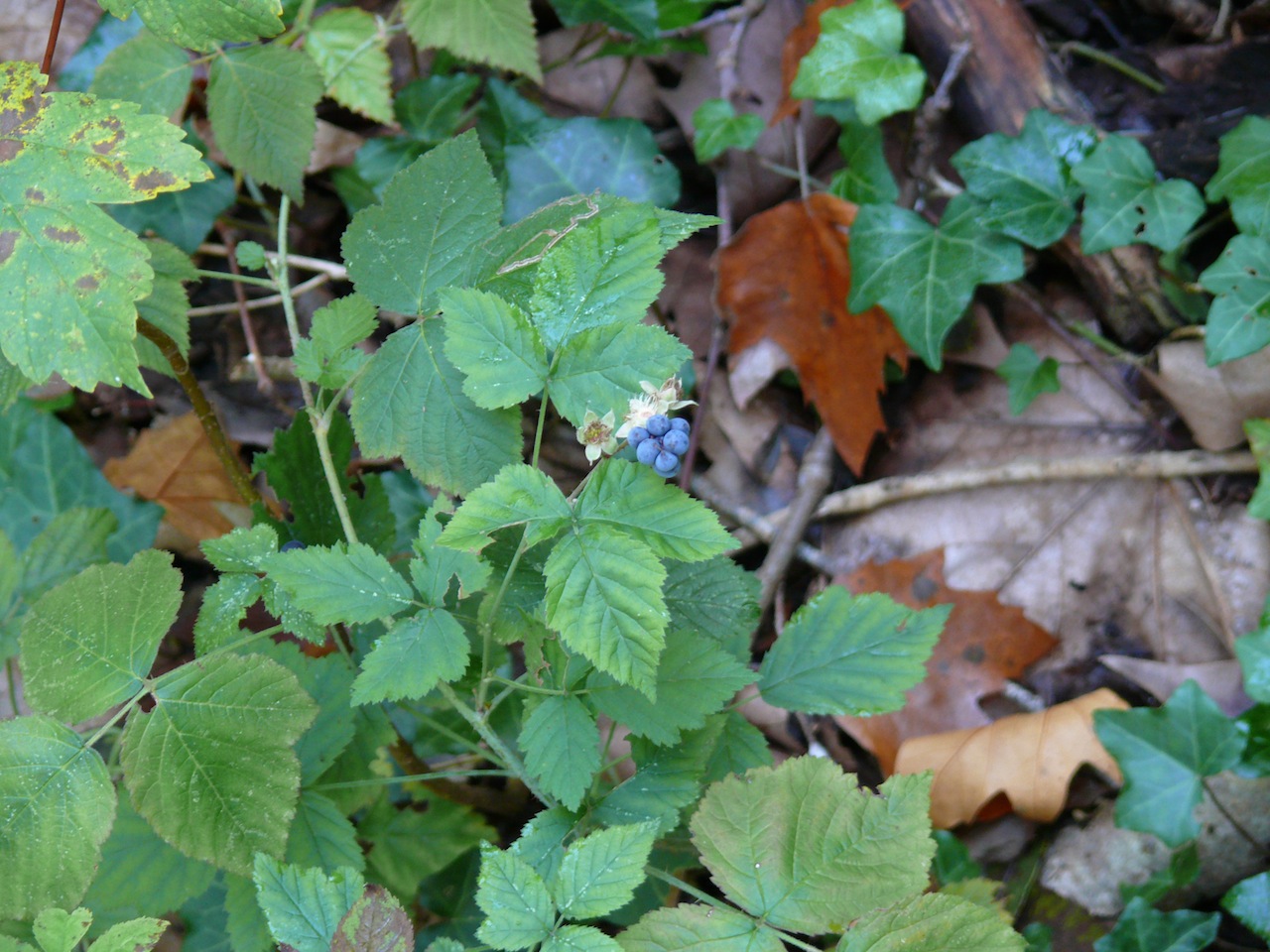 Ronce bleue (Rubus caesius L.) - Fructification fin août, fruit bleu avec moins de drupéoles que la ronce commune
