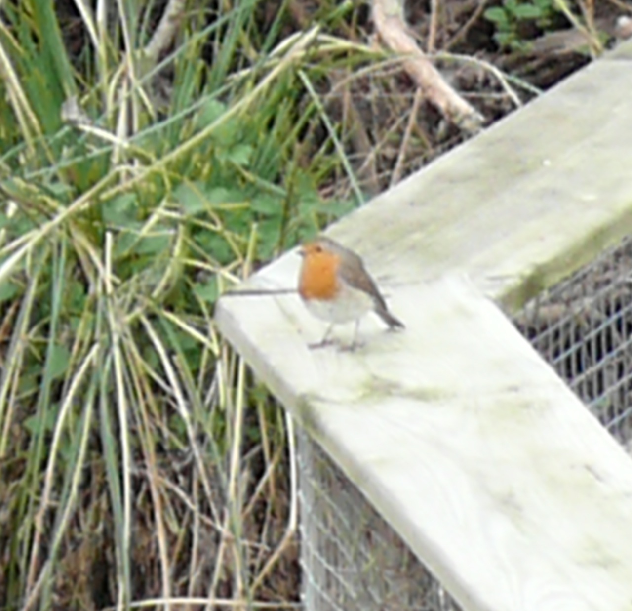 Rouge-gorge (<em>Erithacus rubecula</em>) - Mâle et femelle sont presque identiques, de nature peu farouche.