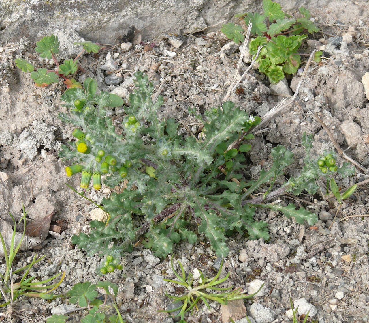 Séneçon commun (<em>Senecio vulgaris</em> L.) - Très commun, présent toute l'année.