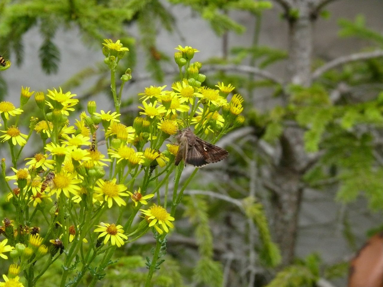 Séneçon jacobée (Senecio jacobaea L.) - Plante de taille moyenne fleurissant en juillet, parasitée par l'écaille du séneçon, chenille très reconnaissable (jaune rayée de noir, le papillon est un gamma)