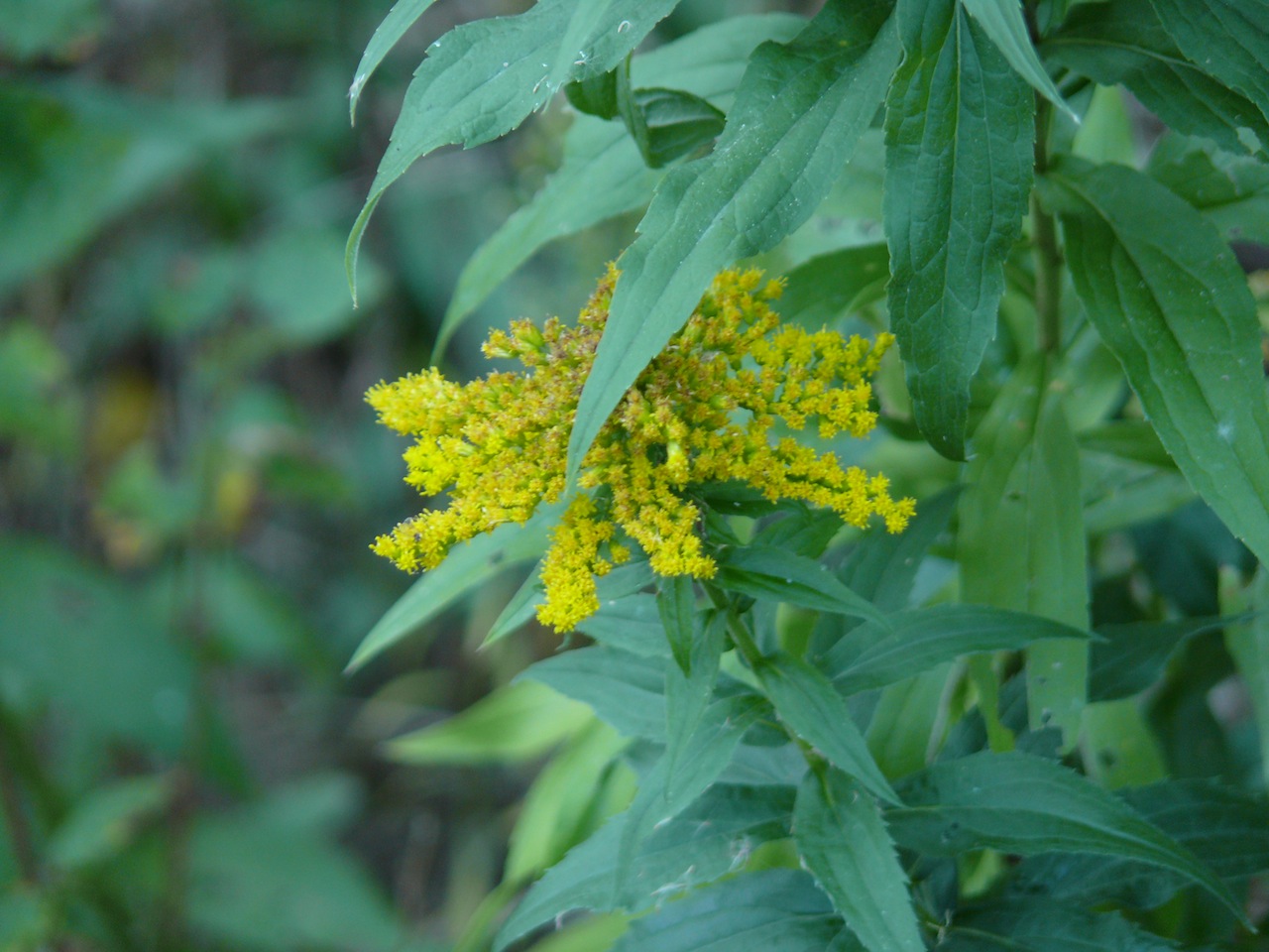 Solidage du Canada (Solidago canadensis L.) - Vue rue de la Barnerie.