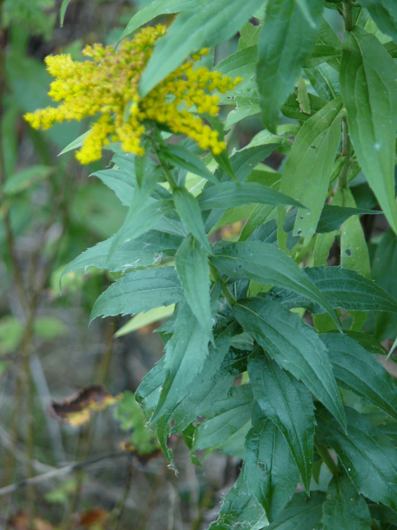 Solidage du Canada (Solidago canadensis L.) - Vue rue de la Barnerie.