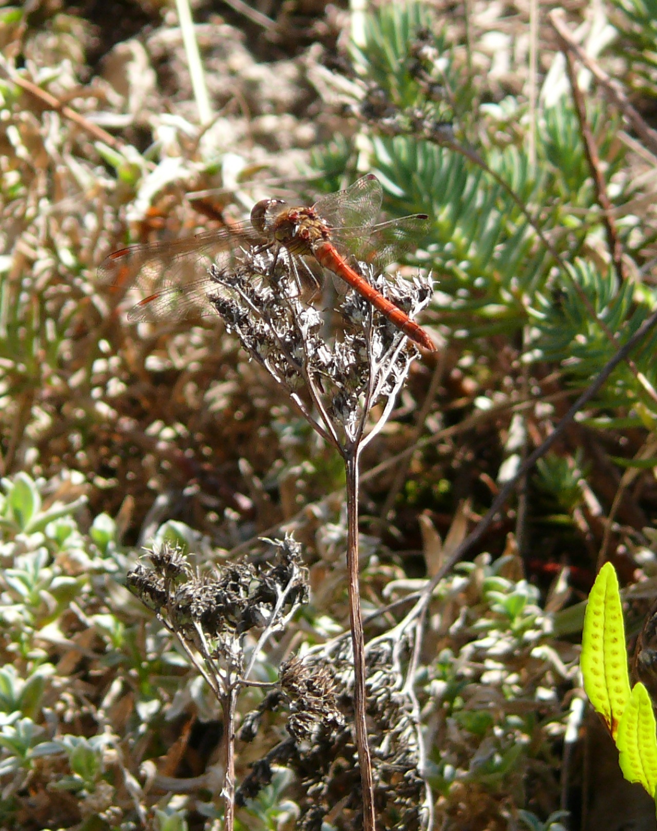 Sympetrum rouge sang - 