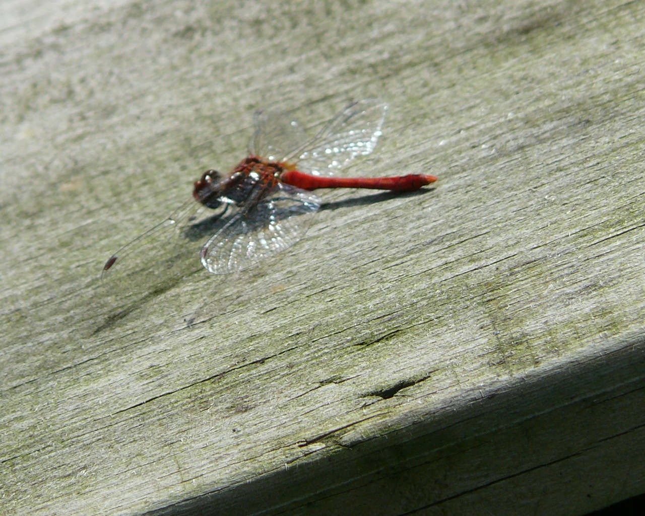 Sympetrum rouge sang - 