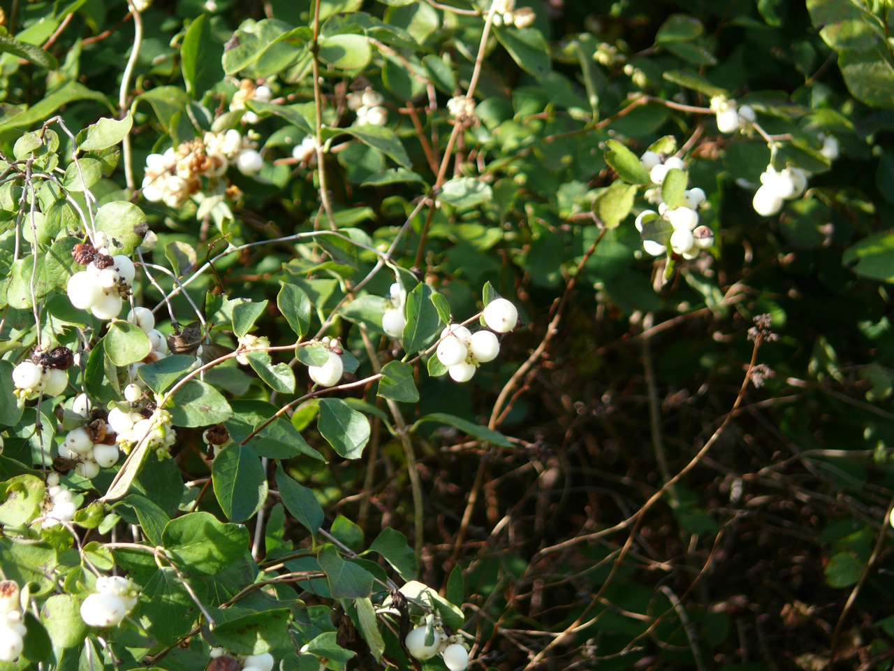 Symphorine (<em>Symphoricarpos albus</em> S.F. Blake) - Echappée des jardins, un buisson important à Moulineux