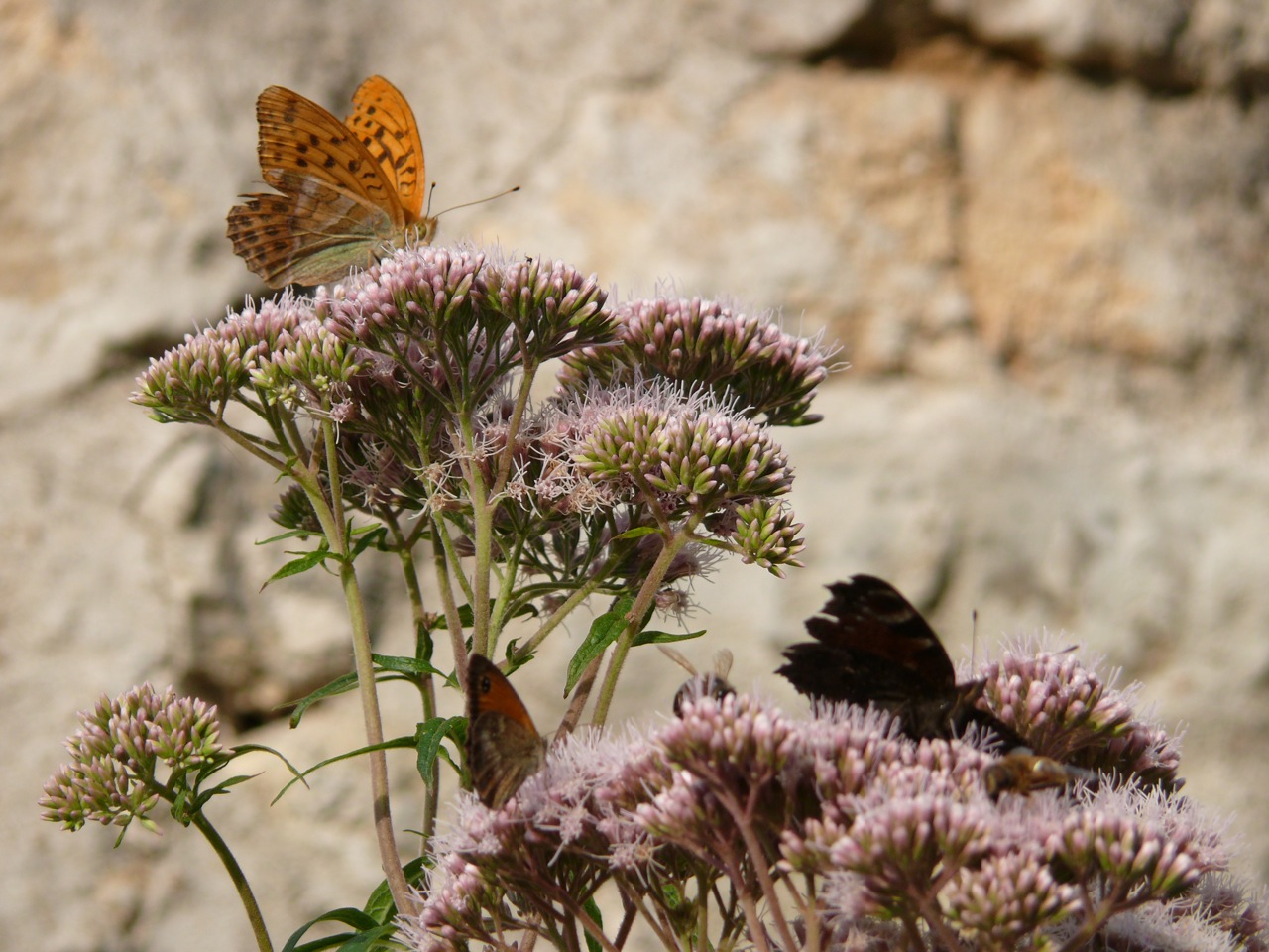 Tabac d'Espagne - 