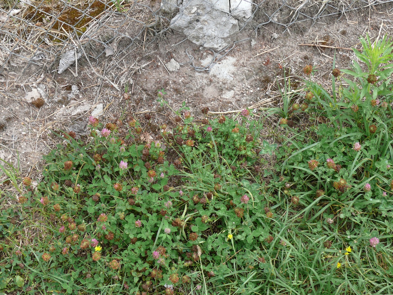Trèfle des près (<em>Trifolium pratense</em> L.) - Floraison en juillet
