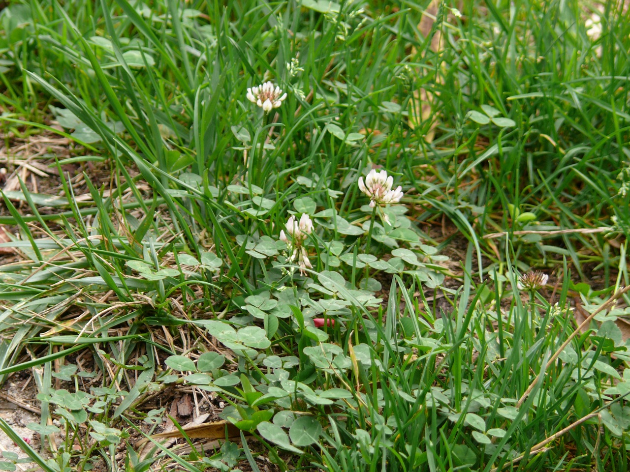 Trèfle rampant (Trifolium repens L.) - Très commun