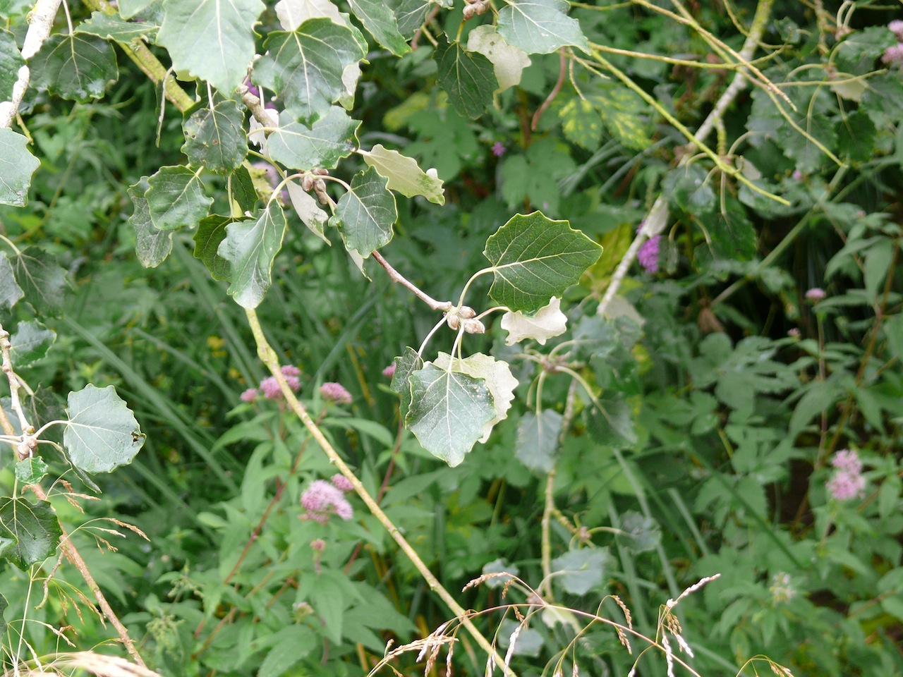 Peuplier tremble (Populus tremula L.) - Bruisse au moindre vent, arbre pouvant atteindre plus de trente mètres de haut ; plus qu'un au bout de la digue et plus beaucoup autour de l'étang.