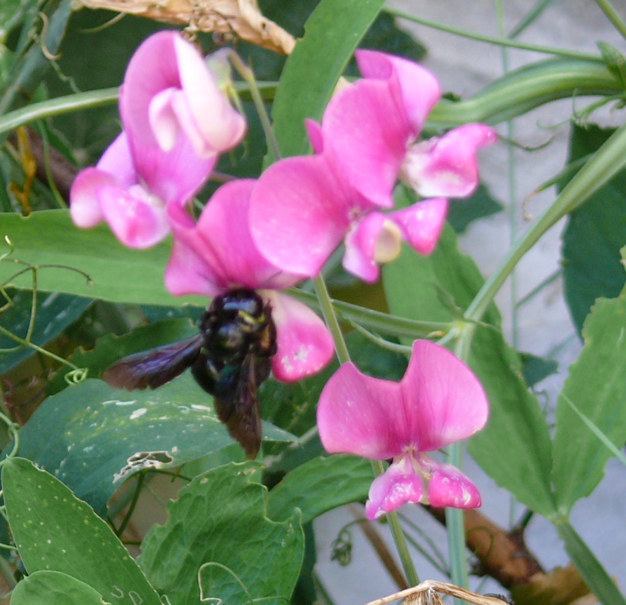 Xylocope violet (<em>Xylocopa violacea</em>) - Une abeille charpentière toute noire, présente du premier printemps à l'automne, le mâle se reconnait au bout orange de ses antennes (caractérise l'espèce).