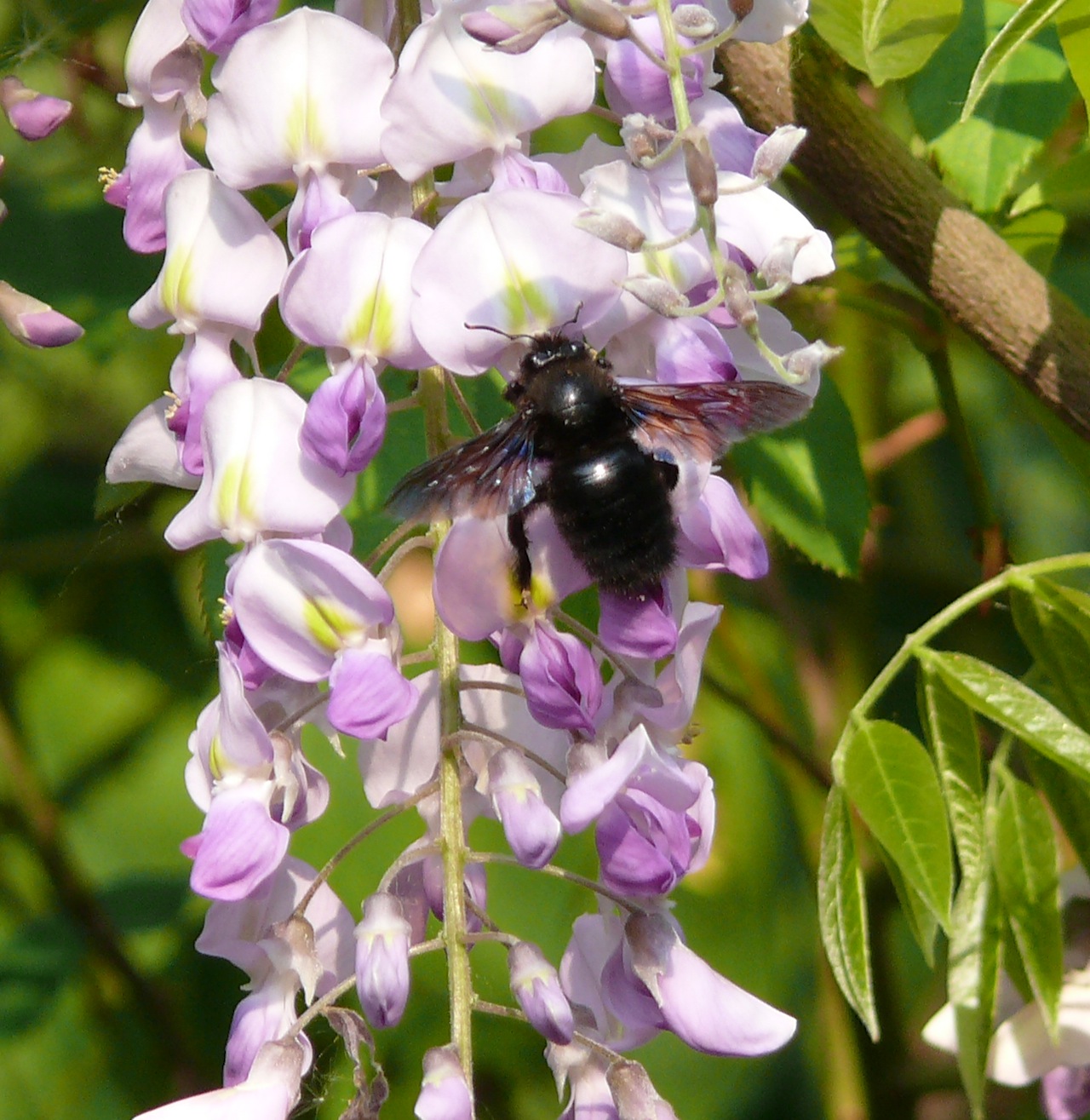 Xylocope violet (<em>Xylocopa violacea</em>) - Une abeille charpentière toute noire, présente du premier printemps à l'automne, le mâle se reconnait au bout orange de ses antennes (caractérise l'espèce).