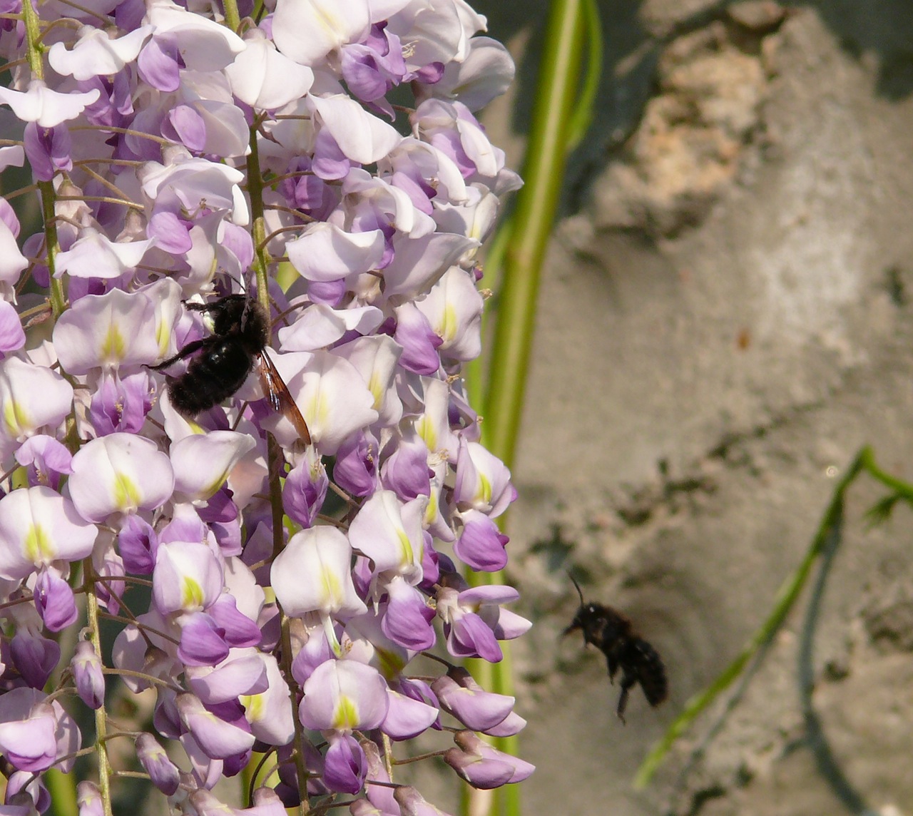 Xylocope violet (<em>Xylocopa violacea</em>) - Une abeille charpentière toute noire, présente du premier printemps à l'automne, le mâle se reconnait au bout orange de ses antennes (caractérise l'espèce).